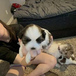 Oakley - Brindle and white female Shih Tzu puppy in Centerton, Arkansas from Hernandez Family Shih Tzus