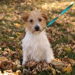Sandy - Jack Russell Terrier