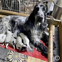 ELSA - English Cocker Spaniel