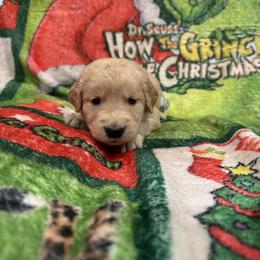 Cindy Lou Who:Light Pink - Golden female Golden Retriever puppy in Monterey, Tennessee from Lawson’s Green Acres Goldens and Mini Dachshunds