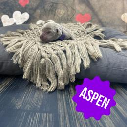 Aspen - Silver female Dilute Retriever puppy in Forest City, Iowa from Helm Labs