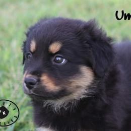 Umiak - Black tri male Miniature Australian Shepherd puppy in Garden Plain, Kansas from Krazy K Aussies