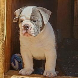 Ravioli - Blue tri-color male Bulldog puppy in Washington from Sun City Campeiro Bulldogs