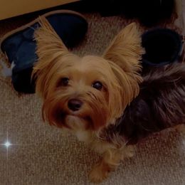 Rocky - Yorkshire Terrier