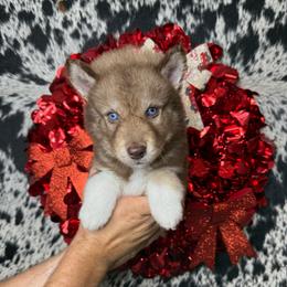 Lucchese - Red and white male Siberian Husky puppy in Folsom, Louisiana from Geaux Fluffy