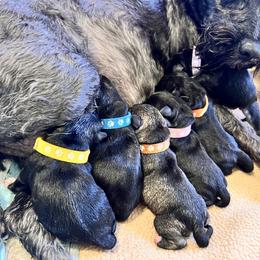 Miniature Schnauzer Puppies from Chantel's Miniature Schnauzers
