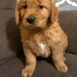 Rainbow Dash - Dark golden male Golden Retriever puppy in Mountain Home, Idaho from Poppy's Garden Golden Retrievers