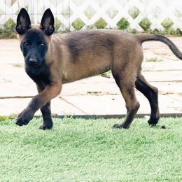 Red Collar - Fawn sable female Belgian Malinois puppy in Trenton, Georgia from Laeknir K9