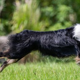Miniature American Shepherds from Blindside Aussies & Miniature American Shepherds