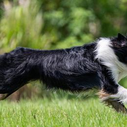 Miniature American Shepherds from Blindside Aussies & Miniature American Shepherds