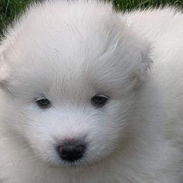 Samoyed Puppies from Carriage Court Kennels