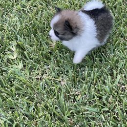 Pomeranian Puppies from Stardust Poms