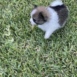Pomeranian Puppies from Stardust Poms