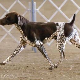 German Shorthaired Pointer All Grown Up from Madrone German Shorthaired Pointers