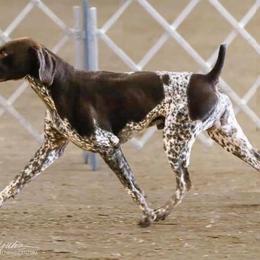 German Shorthaired Pointer All Grown Up from Madrone German Shorthaired Pointers