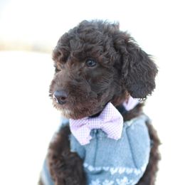 Goldendoodle Puppies from Derby Doodles
