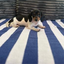 Jessie - Piebald female Dachshund puppy in Waycross, Georgia from Southern Paws