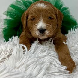 Green Female - Apricot female Goldendoodle puppy in Great Falls, Montana from Montana Goldendoodles