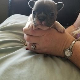 French Bulldog Puppies from Ginny's Frenchie's