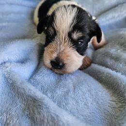 Dembe - Parti male Miniature Schnauzer puppy in Crosby, Texas from Raisin' the Woof Schnauzers