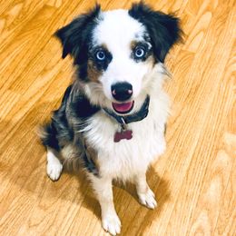 JoJo - Miniature Australian Shepherd