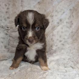 Hades - Red tri male Miniature Australian Shepherd puppy in Bend, Oregon from Wonderland Aussies