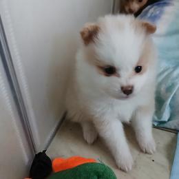 Pomeranian Puppies from Lubasha White