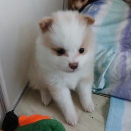 Pomeranian Puppies from Lubasha White