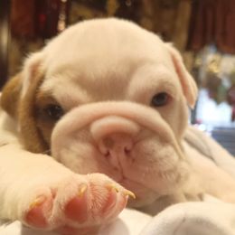 Bulldog Puppies from Baggy Bulldogs of Amarillo