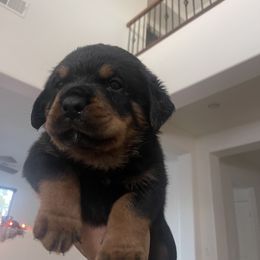 Rottweiler Puppies from GrowlHausRotts