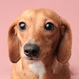 Sadie Grace - Dachshund