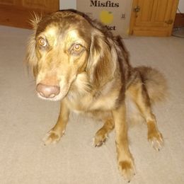 Aussiedoodles from Good Shepard Aussiedoodles