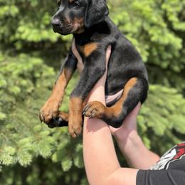 Doberman Pinscher puppies from Exceptional Dobermans