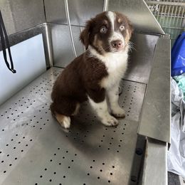 Marlon - Red tri-color female Australian Shepherd puppy in Asheboro, North Carolina from Stellar Aussies