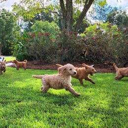 Goldendoodle Puppies from Lucky's Doodlez