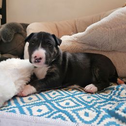 Fozzie - Black brindle and white male Miniature Bull Terrier puppy in Hollywood, Florida from Mini Bull Lane