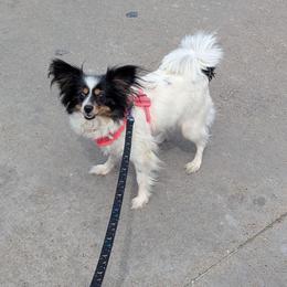 Trinity - White black and tan female Papillon puppy in Joshua, Texas from Summertime Kennels