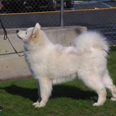 Samoyeds from Sassillie Samoyeds