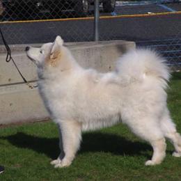 Samoyeds from Sassillie Samoyeds