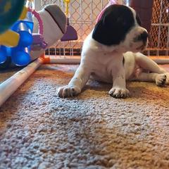 Pointer Puppies from Cumbrian Kennel. Henri and Nancy Tuthill