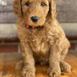 Goldendoodle Puppies from Zink Doodles