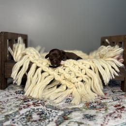 Boy 3 - Black male Australian Labradoodle puppy in Decatur, Alabama from Southern Meadows Doodles