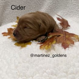 Cider - Golden male Golden Retriever puppy in Victorville, California from Martinez Goldens