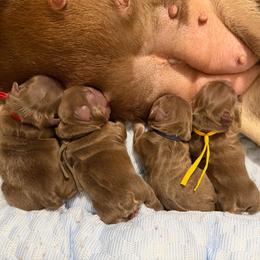 Red - Liver male French Bulldog puppy in Jefferson City, Missouri from Central Frenchie Haven