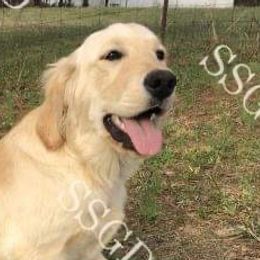 Aussiedoodles, Australian Shepherds, Goldendoodles, and Golden Retrievers from Shannon’s Southern Goldens, Goldendoodles, Aussies & Aussiedoodles