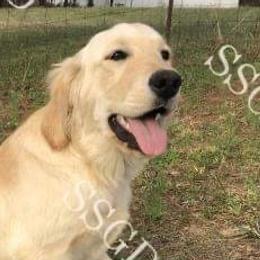Aussiedoodles, Australian Shepherds, Goldendoodles, and Golden Retrievers from Shannon’s Southern Goldens, Goldendoodles, Aussies & Aussiedoodles
