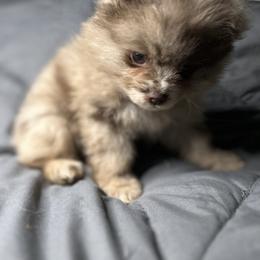 Mercury - Chocolate merle male Pomeranian puppy in Silver Springs, Florida from Gigi’s Pocket Poms