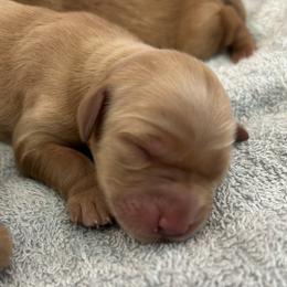 Boy 2 - male Golden Retriever puppy in Pocatello, Idaho from Royal Red Retrievers
