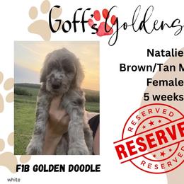 Natalie - Merle female Goldendoodle puppy in Falls City, Nebraska from Goff’s Goldens
