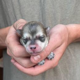 Girl 1 - Wolf sable female Pomsky puppy in Grass Valley, California from Karalot Pomskies